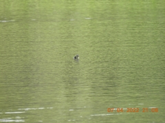 Trachemys scripta scripta