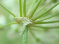 Allium polyrhizum
