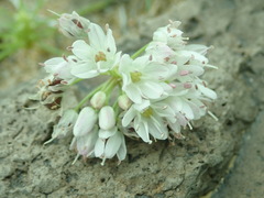 Allium polyrhizum