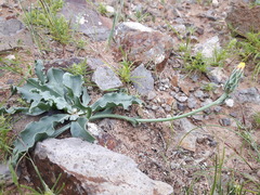 Takhtajaniantha capito