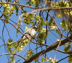 Passer hispaniolensis hispaniolensis