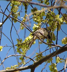 Passer hispaniolensis hispaniolensis