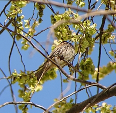 Passer hispaniolensis hispaniolensis