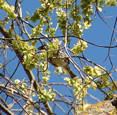 Passer hispaniolensis hispaniolensis