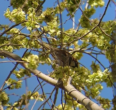 Passer hispaniolensis hispaniolensis