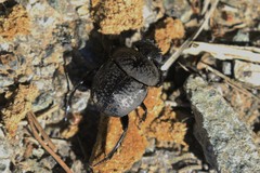 Scarabaeus cicatricosus