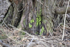 Arthoniomycetes
