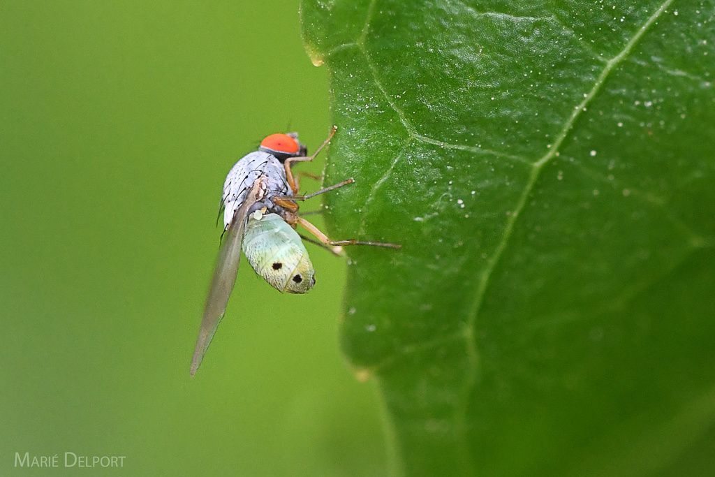 Luzonimyia natalensis