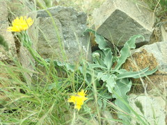 Takhtajaniantha capito