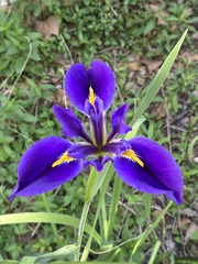 Iris brevicaulis