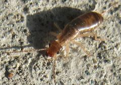 Forficula auricularia