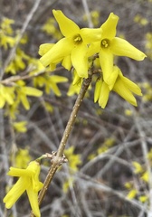 Forsythia