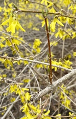 Forsythia