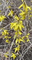 Forsythia