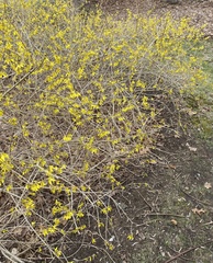 Forsythia