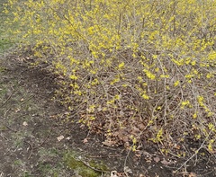 Forsythia