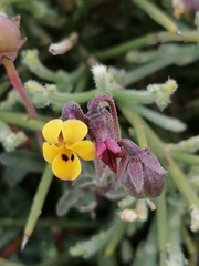 Viola scorpiuroides
