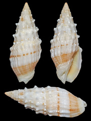 Vexillum echinatum