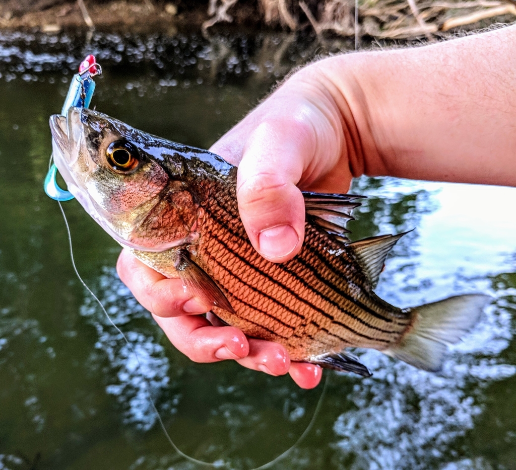 Yellow Bass