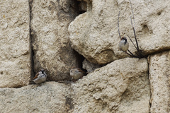 Passer domesticus