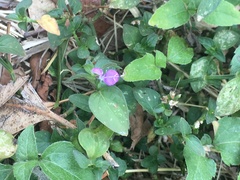 Angiospermae