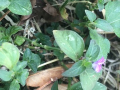 Angiospermae