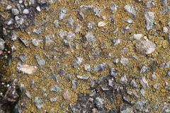 Flavoplaca arcis