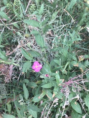 Oenothera rosea