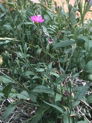 Oenothera rosea