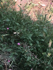 Oenothera rosea