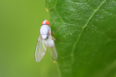 Luzonimyia natalensis