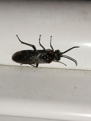 Dolerus haematodes