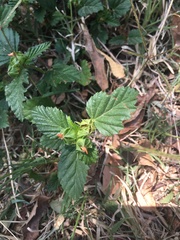Angiospermae