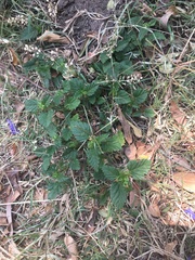 Angiospermae