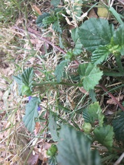 Angiospermae