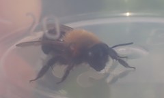 Andrena thoracica