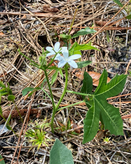 Cnidoscolus stimulosus image