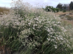 Eriogonum fasciculatum