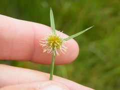 Cyperus erectus