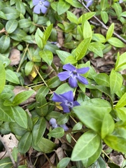 Vinca minor