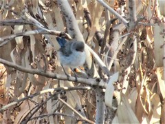 Malurus splendens splendens