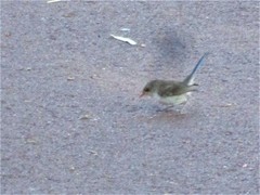 Malurus splendens splendens