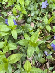 Vinca minor