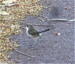 Malurus splendens splendens
