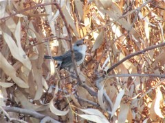 Malurus splendens splendens