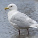Iceland Gull - Photo (c) noammarkus, some rights reserved (CC BY-NC)