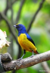 Euphonia fulvicrissa