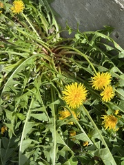 Taraxacum