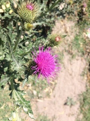 Cirsium rhaphilepis
