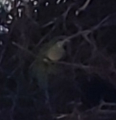 Myiopsitta monachus